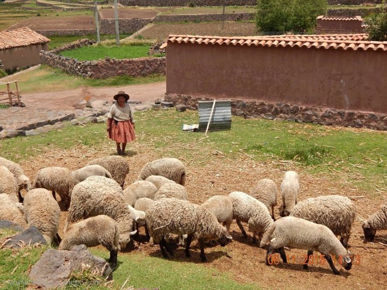 RAQCHI - Senhora pastoreando ovelhas em terreno bem próximo à praça central.