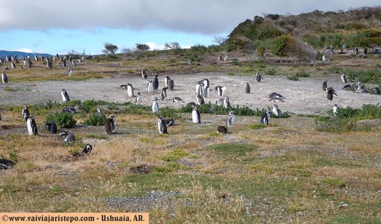 Os pinguins da Isla Martillo.