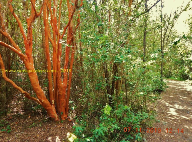 À esquerda, uma árvore chamativa de nome Arrayan, de tronco avermelhado.