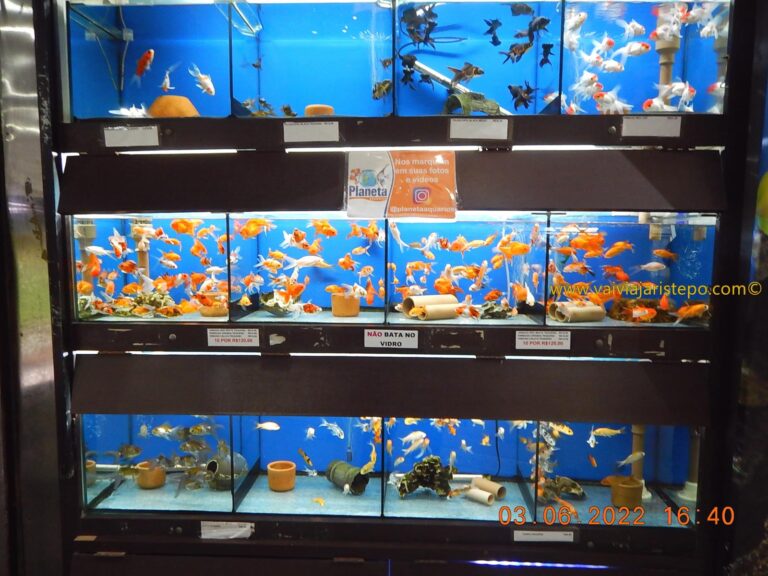 Claro, em um mercado completo do jeito que é, aquários, produtos para criação de peixes e peixes ornamentais não poderiam faltar. As lojas também oferecem peças para decoração dos aquários. Esta parte encanta qualquer um que passe pela frente.