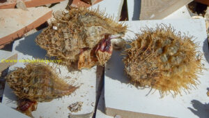 O caramujo peludo, por exemplo, libera larvas que penetram na ostra quando estas se abrem para se alimentar. Essas larvas crescem dentro da casca da ostra e transformam-se em pequenos caramujos que acabam por devorá-la.