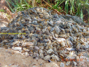 Ostras mortas. Trabalho de seleção de algumas lanternas revisadas no dia.