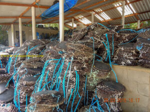  Lanternas limpas, prontas para serem devolvidas ao mar, sempre carregadas. Mais abaixo esclareço o porquê deste processo.