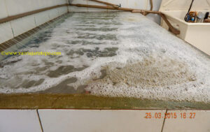 Tanque de depuração das ostras. Daqui saem limpíssimas para o consumo. O Paraíso das Ostras trabalha com 6 tanques mais modernos a fim de depurar a colheita das lanternas.