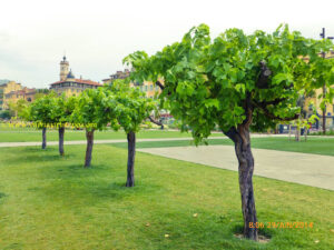 No Promenade du Paillon encontramos parreiras, oliveiras, laranjeiras e flores. Muitas flores. E o melhor: ninguém toca em nada!