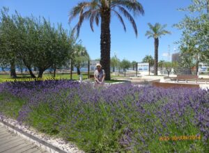 Meu primeiro contato com lavandas no sul da França foi aqui, no Square Bonaparte.