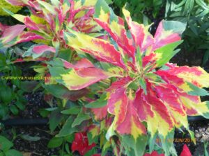 Este tipo de folhagem encantou-me por sua forma e cores. Não o conhecia. Linda!