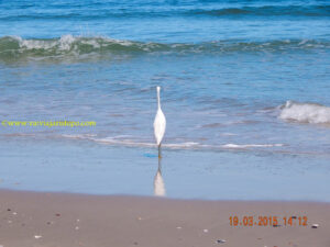 Meus 80 quilos e a sandália de borracha foram os responsáveis pela demora da travessia na mata - alguma coisa tem que pagar o pato. Mas, quando vi essa garça meditando na beira do mar, tomei uma decisão: comecei a fazer um regime e vou ficar assim.