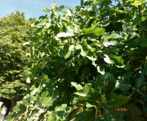 Figueiras nascem em beira de rios aos borbotões. Pelo que entendi e vi, figos não são valorizados na Provence.