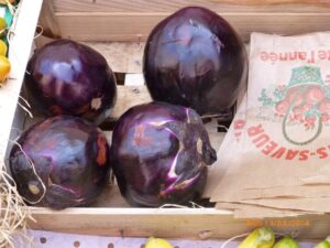 Berinjelas de formato bem diferente daquele que conhecemos.