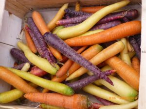 Cenouras amarelas, cor de abóbora e roxas.