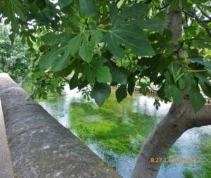 As figueira são abundantes em Isle-Sur-La-Sorgue devido o local em que se multiplicam, ricos em umidade.
