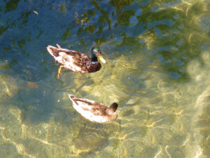 Nossa primeira visão da cidade: um rio de águas transparentes, patos e figueiras carregadas. Muitas figueiras...