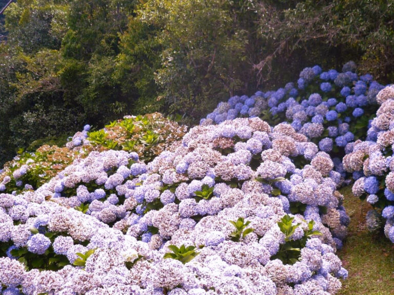 Canteiro de hortênsias em Canela, RS.