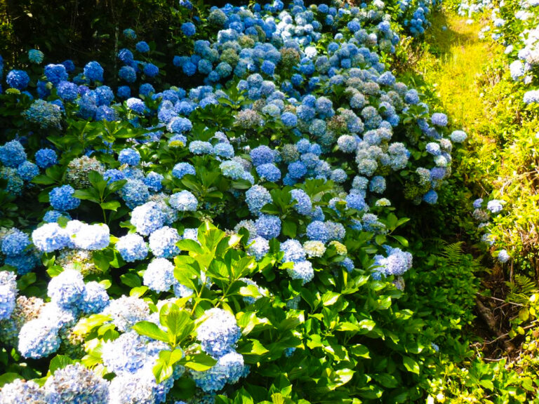 O PH ácido do solo produziu estas cores de hortênsias.