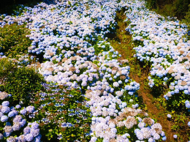 Nesta foto vemos duas espécies de hortênsias: a que vemos em menor quantidade, é da espécie 'Blaumeise“. A outra, mais comum para nós, é a macrophylla.