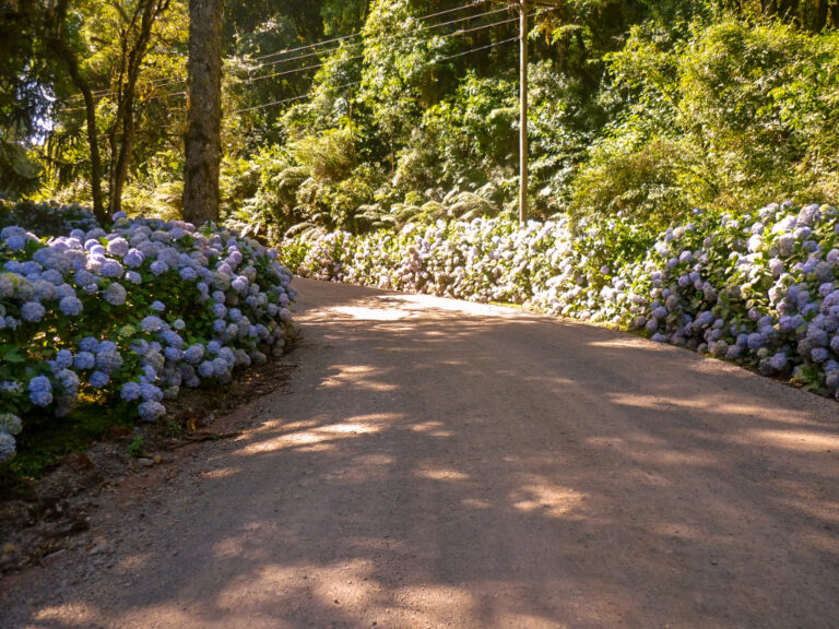 Um dos trechos mais bonitos da estrada pela qual passamos. Em Gramado e Canela, as hortências reinam absolutas.