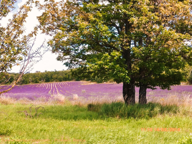 Lavandas gostam de sol e altitude, e por este motivo Sault, localizada a 765 m de altitude, é o viveiro ideal para as lindinhas proliferarem