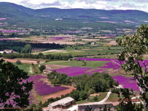 Plantação de lavandas em Sault.