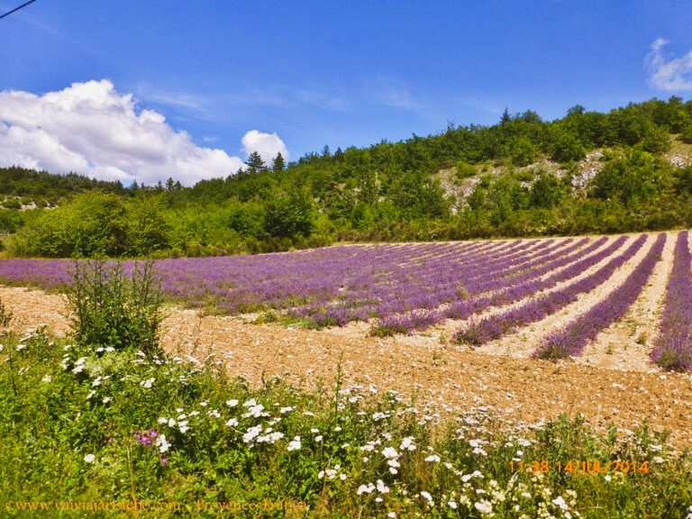 Flores cultivadas pelo mão do homem e pela própria natureza. Qual a mais bela?