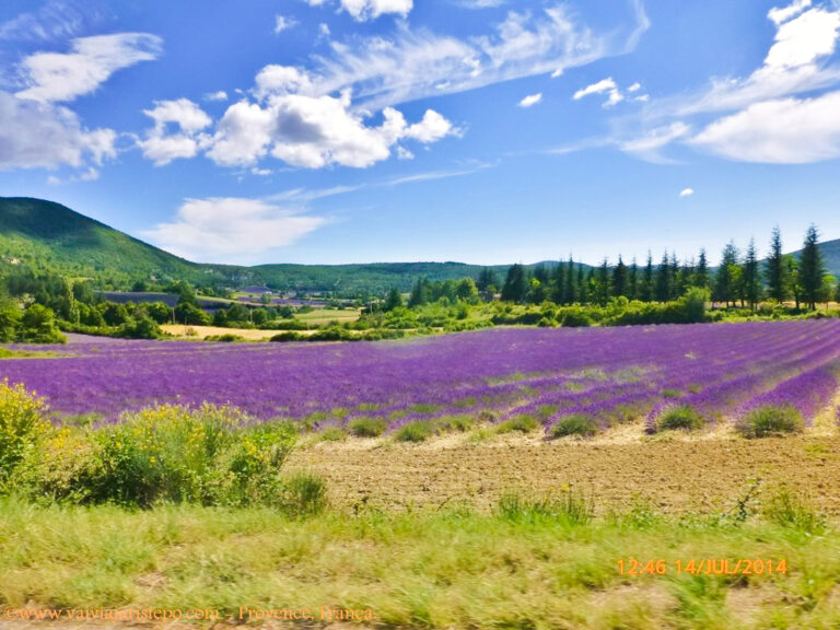 Clique de campo de lavanda.