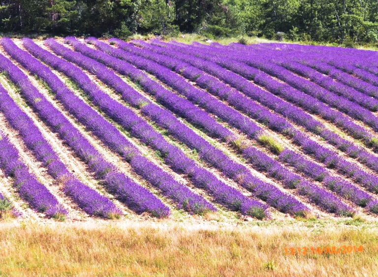 Campo de lavanda em Sault.