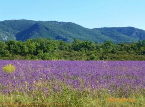 Campos de lavanda de Saignon.