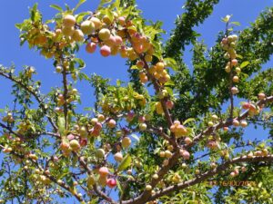 Damasqueira plantada no jardim da Fábrica de Chocolates Puyricard