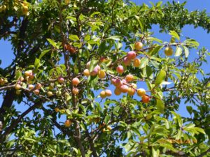 Damasqueiro da Fábrica de Chocolates Puyricard.