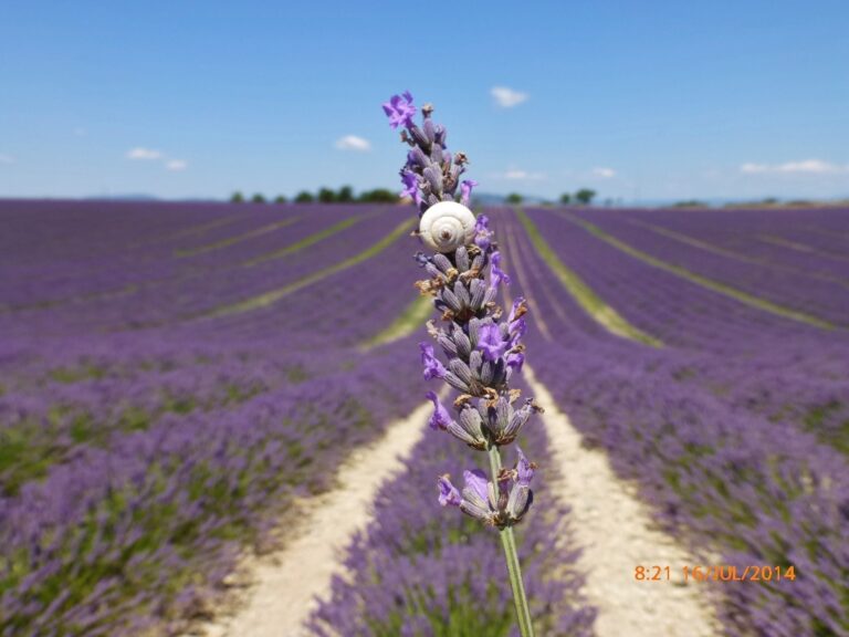 Foto de um caracol aconchegado em um galho de lavanda.
