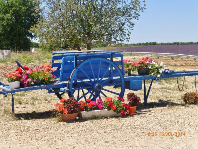 Uma foto do que restou de uma pequena carroça, clicada em frente à destilaria Terraroma Jaubert. Está pintada de azul, e coberta por flores.
