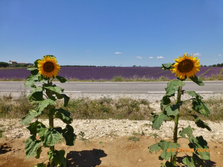 Fotos de dois pés de girassól.