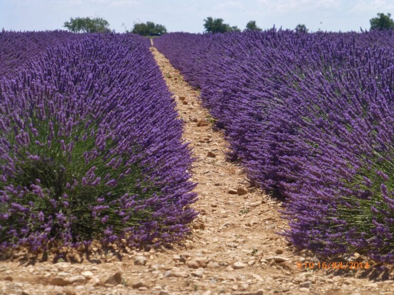 Lavandim em compasso de espera para serem colhidos.