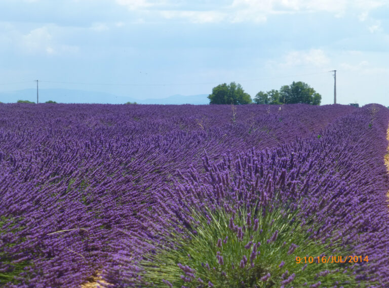 Foto de uma plantação de lavandas a perder de vista.
