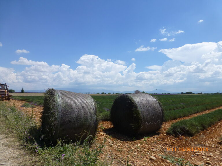O processo de colheita há muito deixou de ser manual. Máquinas como a que vemos parcialmente na foto agora executam esse trabalho.