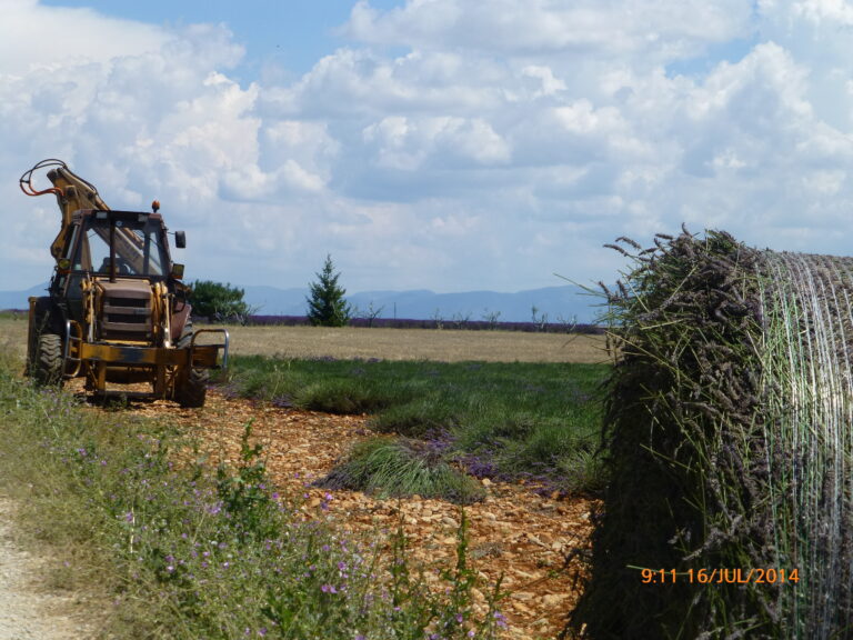 Na época da colheita, as lavandas são amarradas nestes rolos com a ajuda desstas máquinas e transportadas para as fábricas onde recebem diversos tipos de tratamento, de acordo com o deetino que terão: fabrica de perfumes, sabonetes, alimemtos, medicamentos etc.