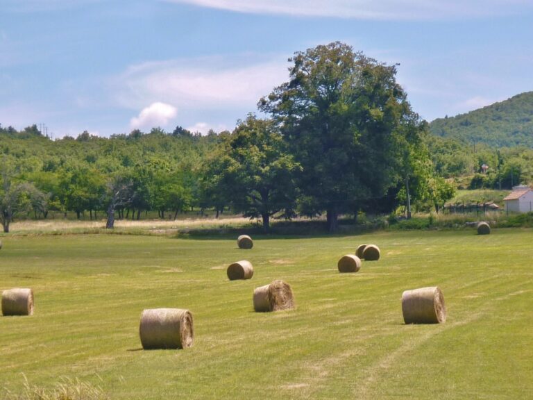 Fotos da Provence, clicadas até com uma Xereta, não precisam de Photoshop.