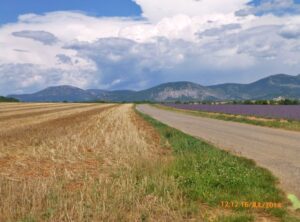 Uma estrada ladeada por plantações de trigo e lavandas, em Valensole.