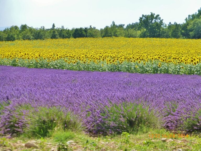 Em Valensole, há campos de cores variadas. Aqui, vemos girassois e lavandas. Faltou o bege do trigo.