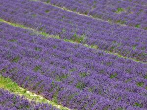 Campos coloridos e perfumados de lavandas, em Valensole.