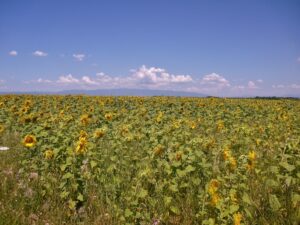  Nesta foto, o entardecer fez um contraste belíssimo com o campo de girassóis em Valensole.