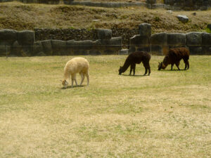 Lhamas foram domesticadas e convivem pacificamente ao lado de humanos em Fortaleza de Sacsayhuamam.