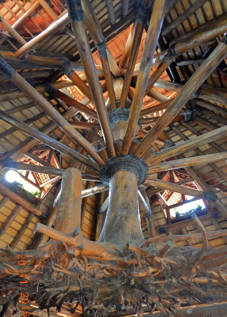 Repare que o eucalipto está acompanhado por um broto, à esquerda, cujas raízes se entrelaçaram com a árvore maior.