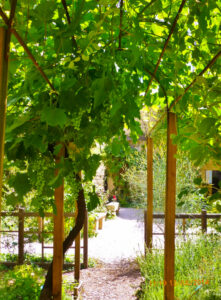 A parreira salvadora da pobre paisagem.